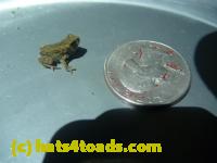/home//u458753944/public_html/sourcegallery///////////////////////////////////////Roxborough Toad Detour/2013-2019/2013/2013-05-31/P1120624.JPG